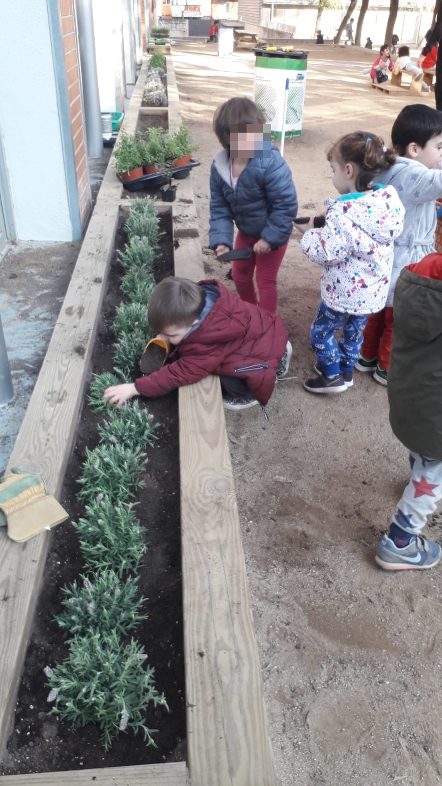 Plantes aromàtiques (9)