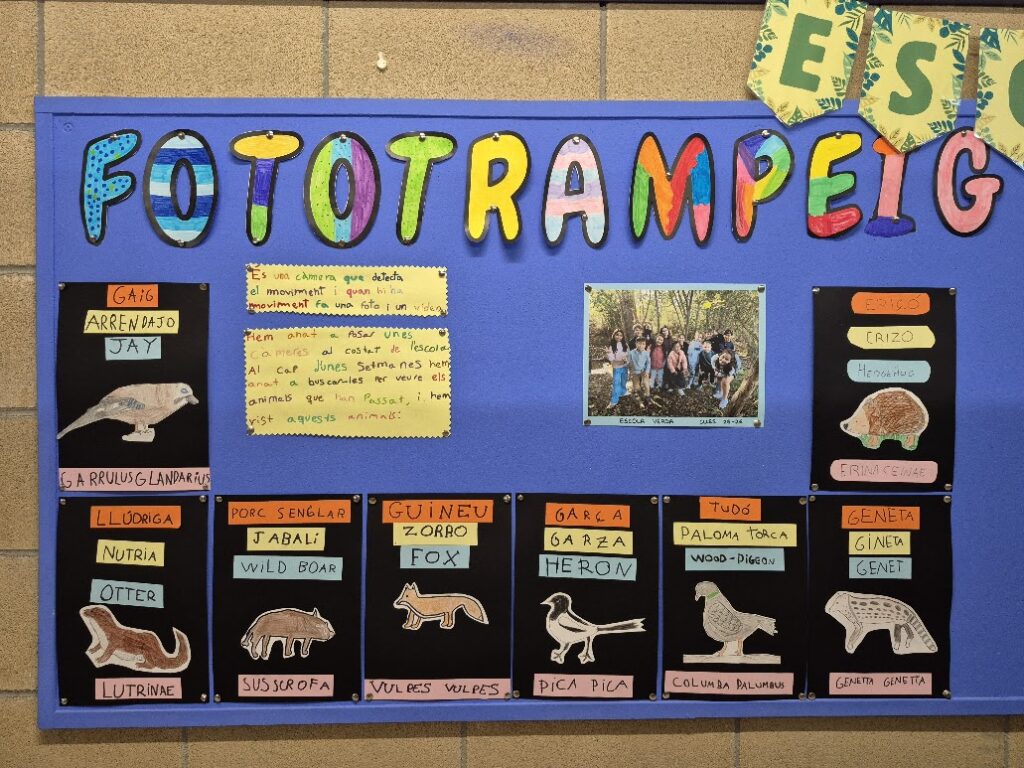 Fototrampeig dels Comisorguis