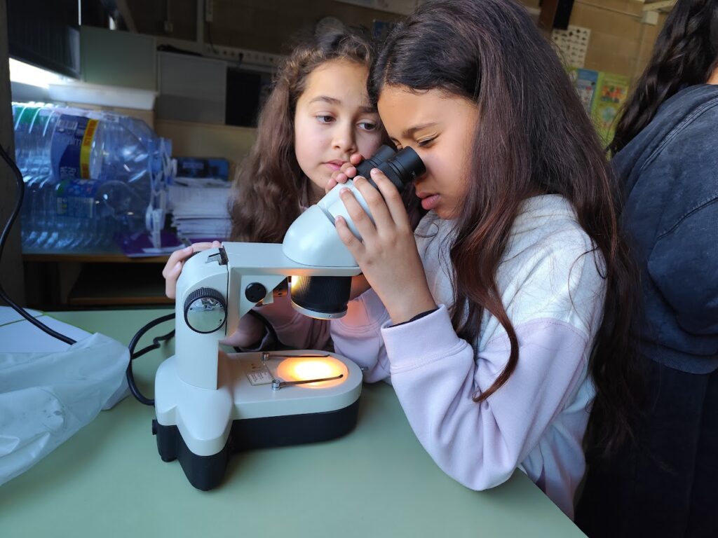 4t- Cristalls de sucre