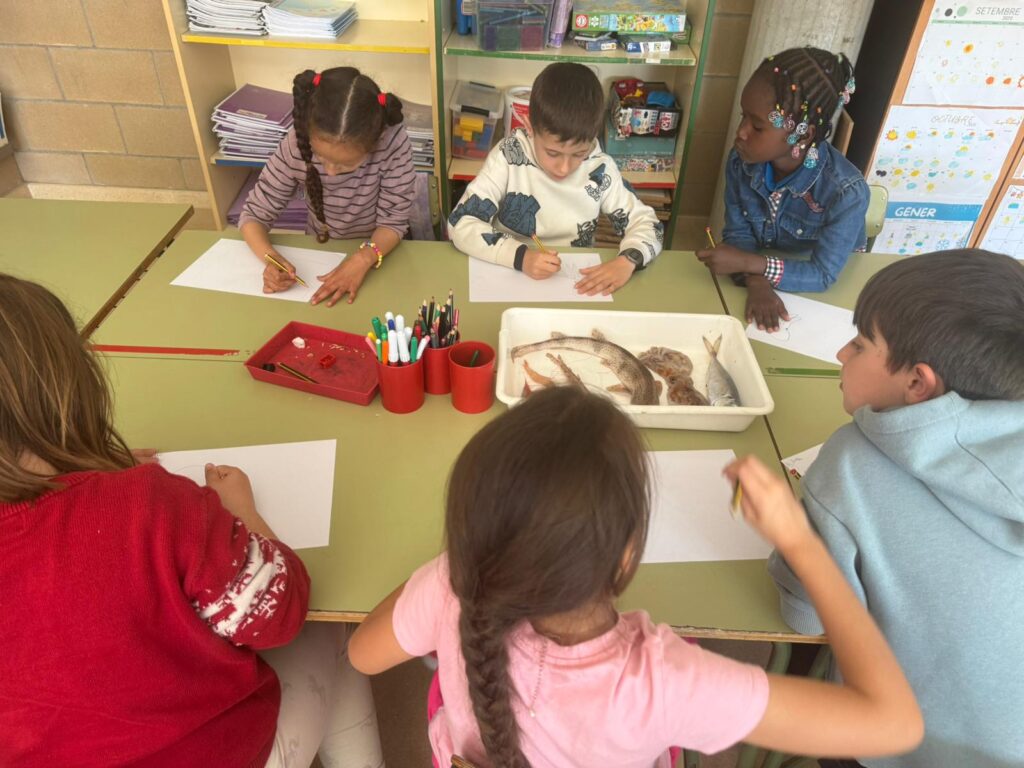 Dissecció i observació de peixos