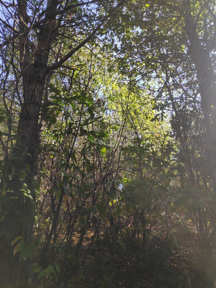 Excursió a Fontmartina