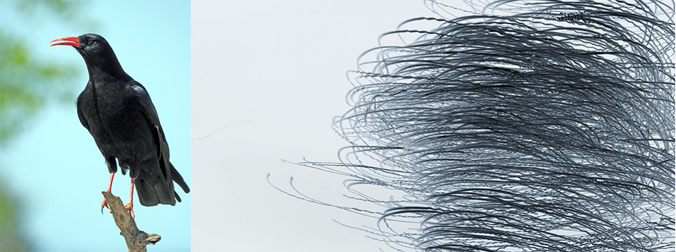 Vol d'una bandada de Gralles becvermelles