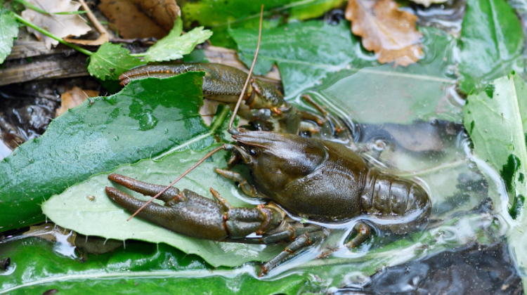 1. Cranc de riu autòcton