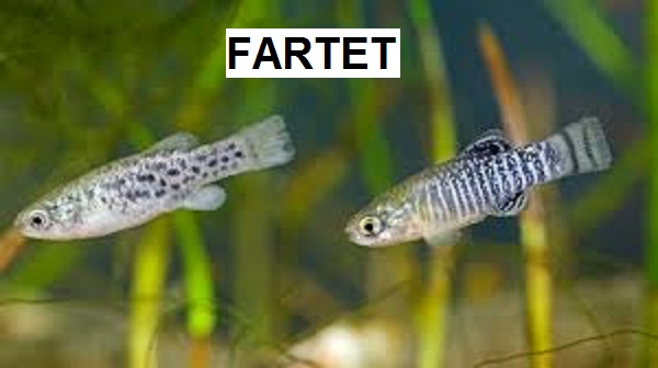 1. Fartet