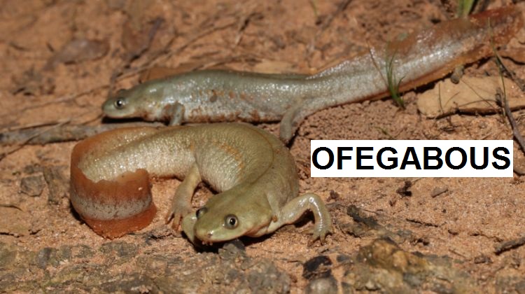 1. Ofegabous