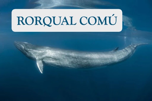 1. Rorqual comú