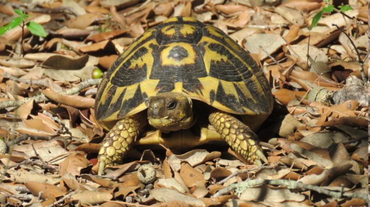 tortuga mediterrania