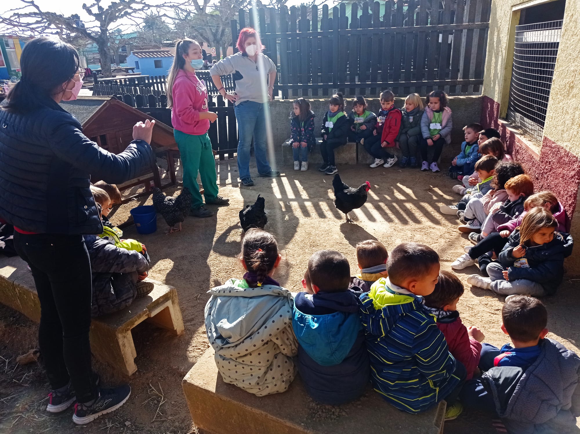 Ens presenten als pollets, els galls i les gallines