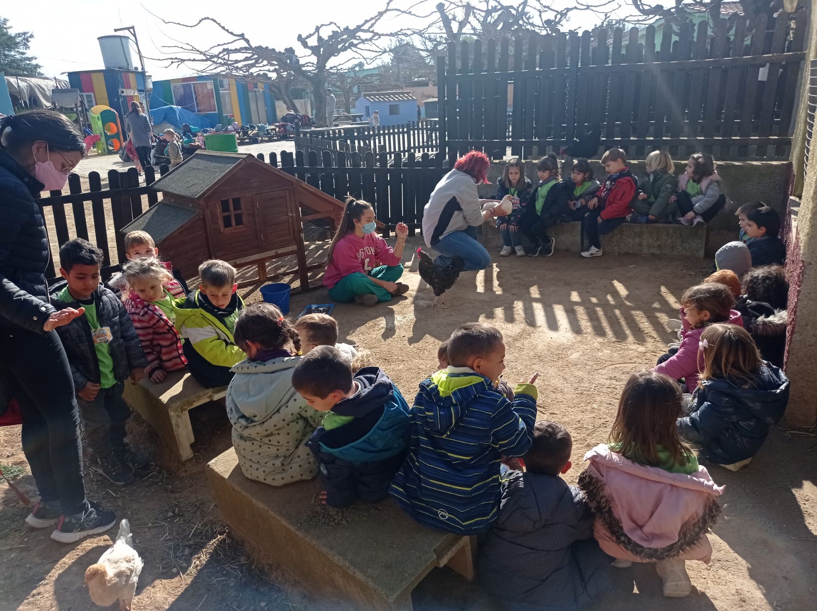 Ens presenten als pollets, els galls i les gallines