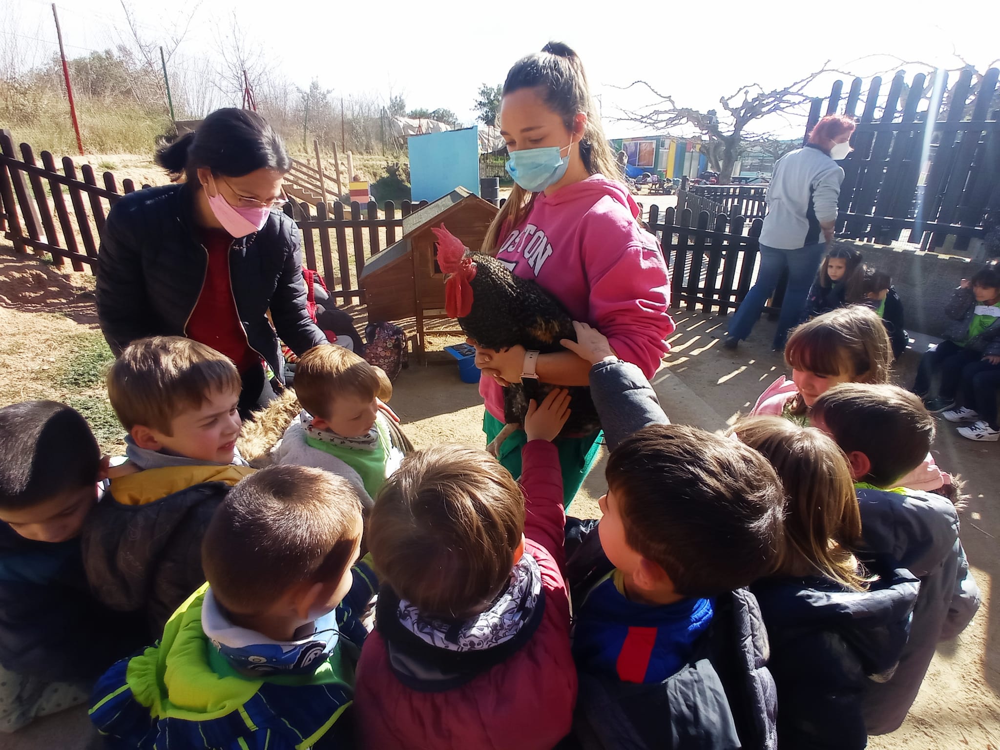 Ens presenten als pollets, els galls i les gallines