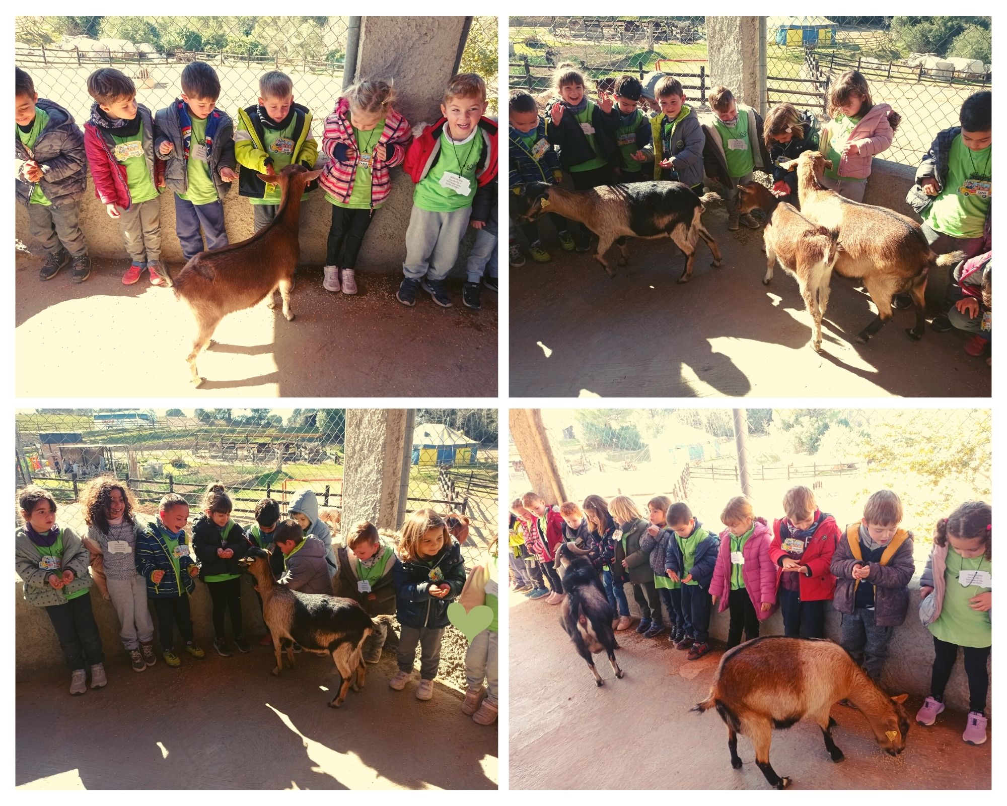 Donem menjar a les cabretes