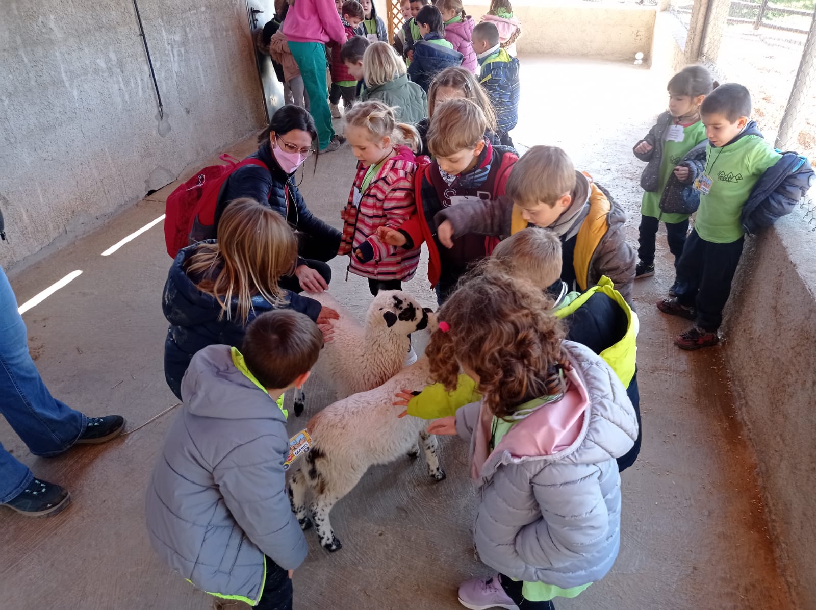 Acaronem les ovelles