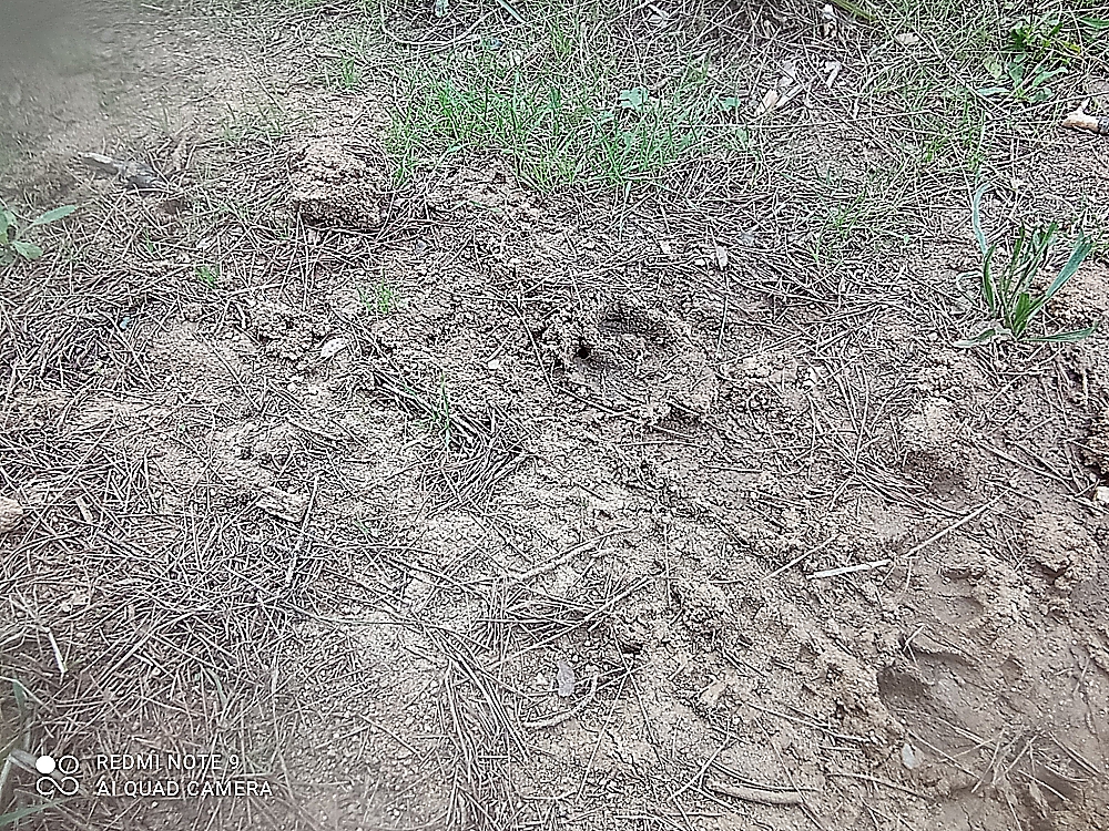 IMG_20201120_121559_opt