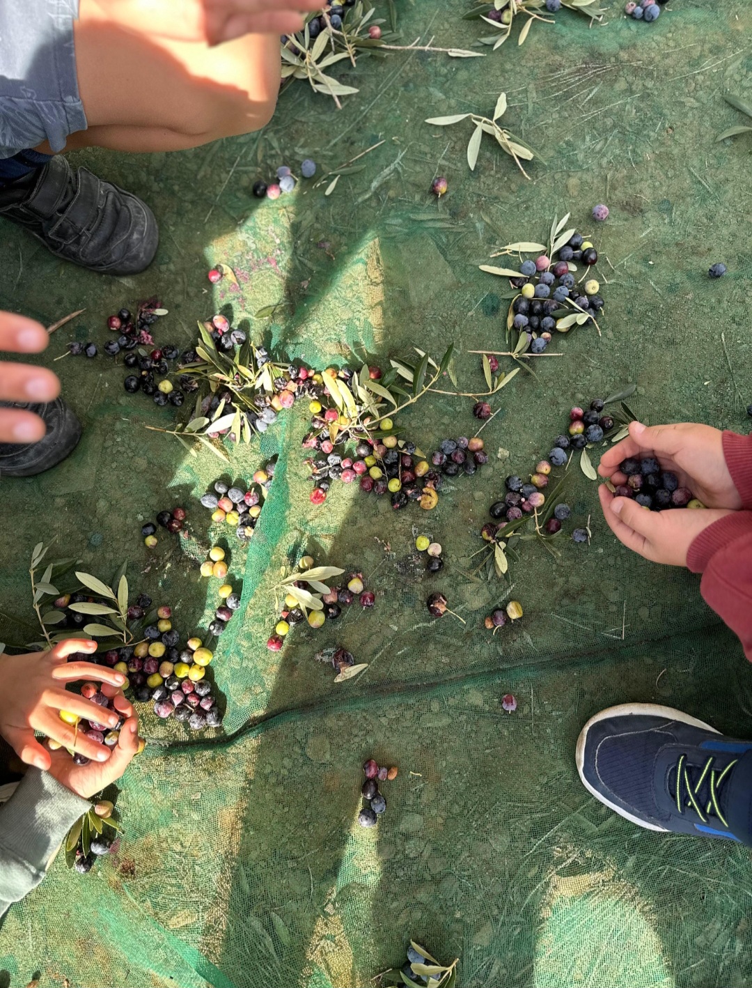 Screenshot_20251112_104827_Gallery