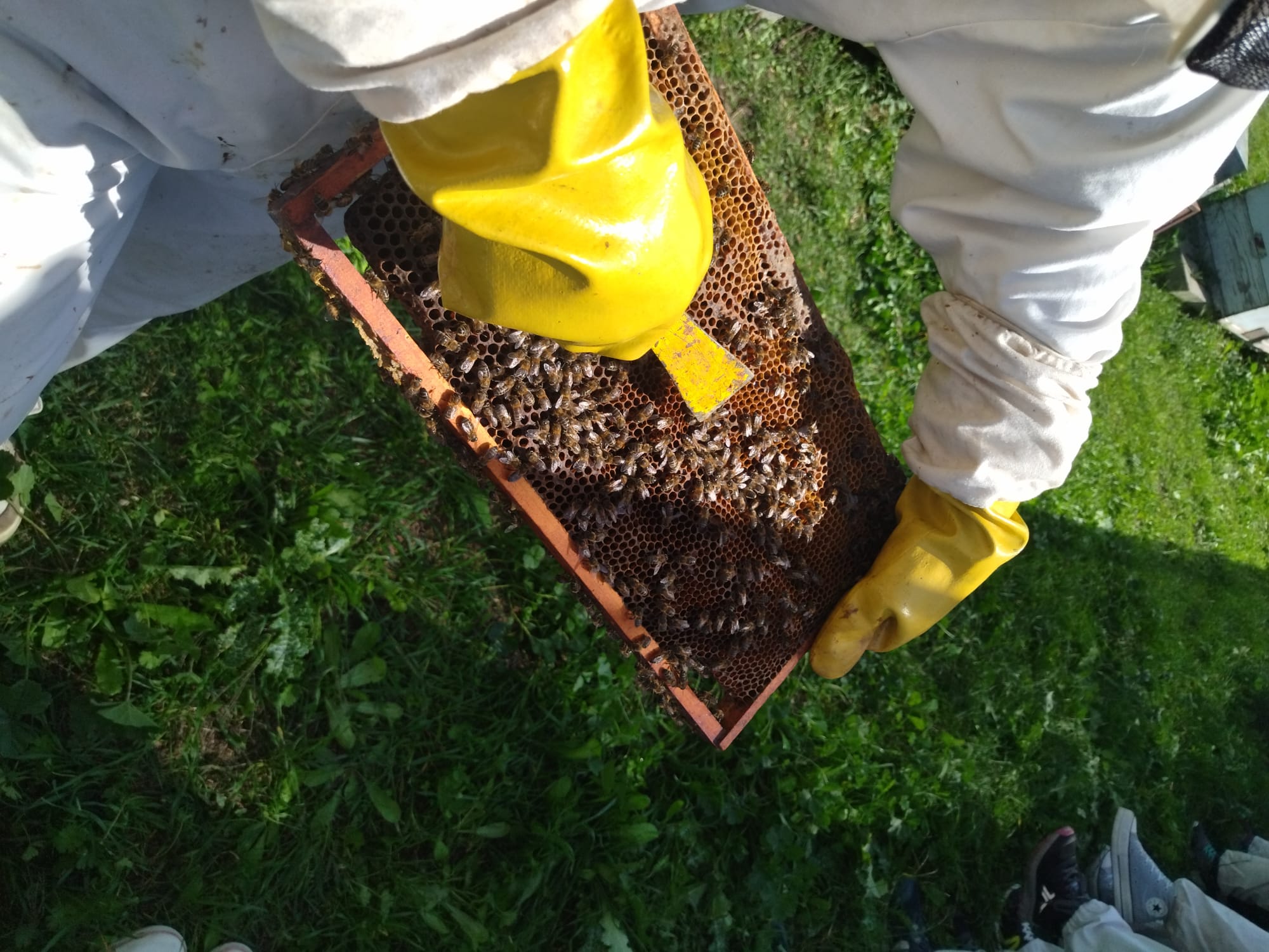 abelles (2)