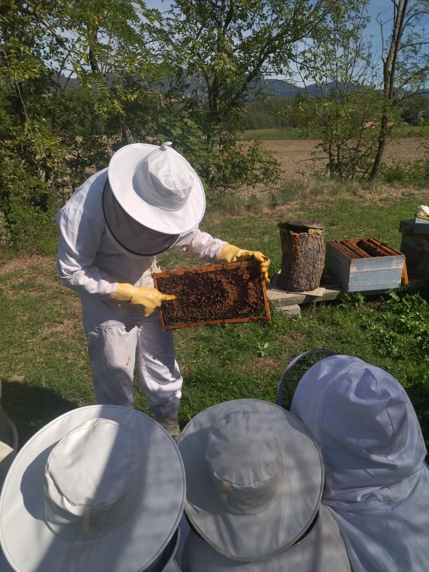 abelles (3)