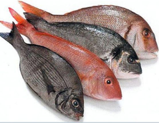 El Peix a l'Escola, sensibilització del consum de peix a les escoles del Baix  Empordà | Escola La Vila
