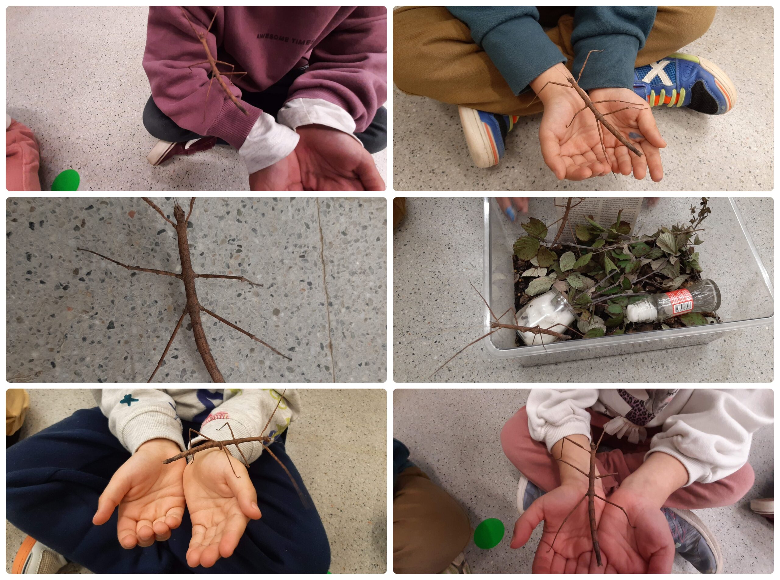 insectes pal tallers