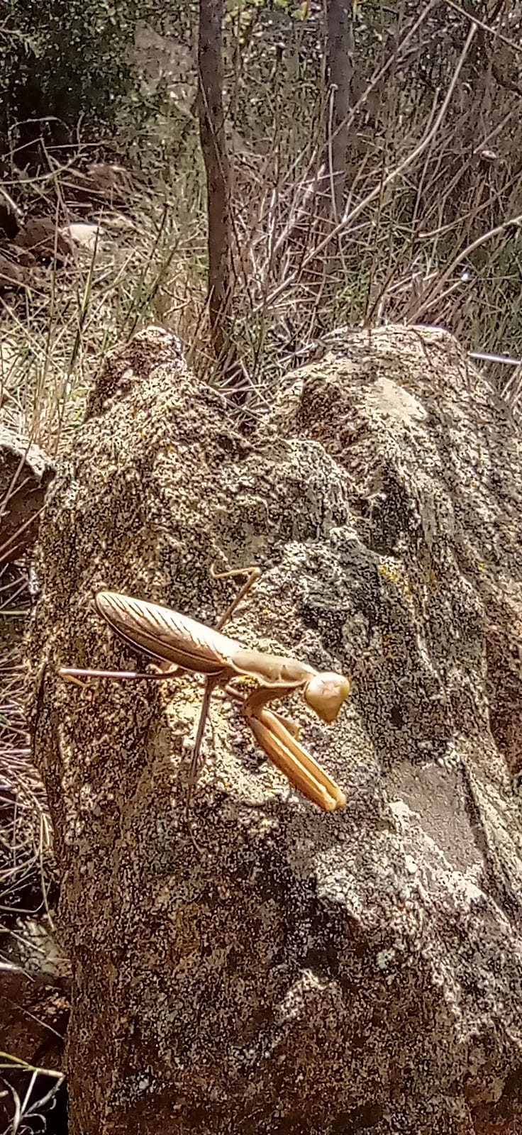 WhatsApp Image 2024-10-18 at 11.23.32