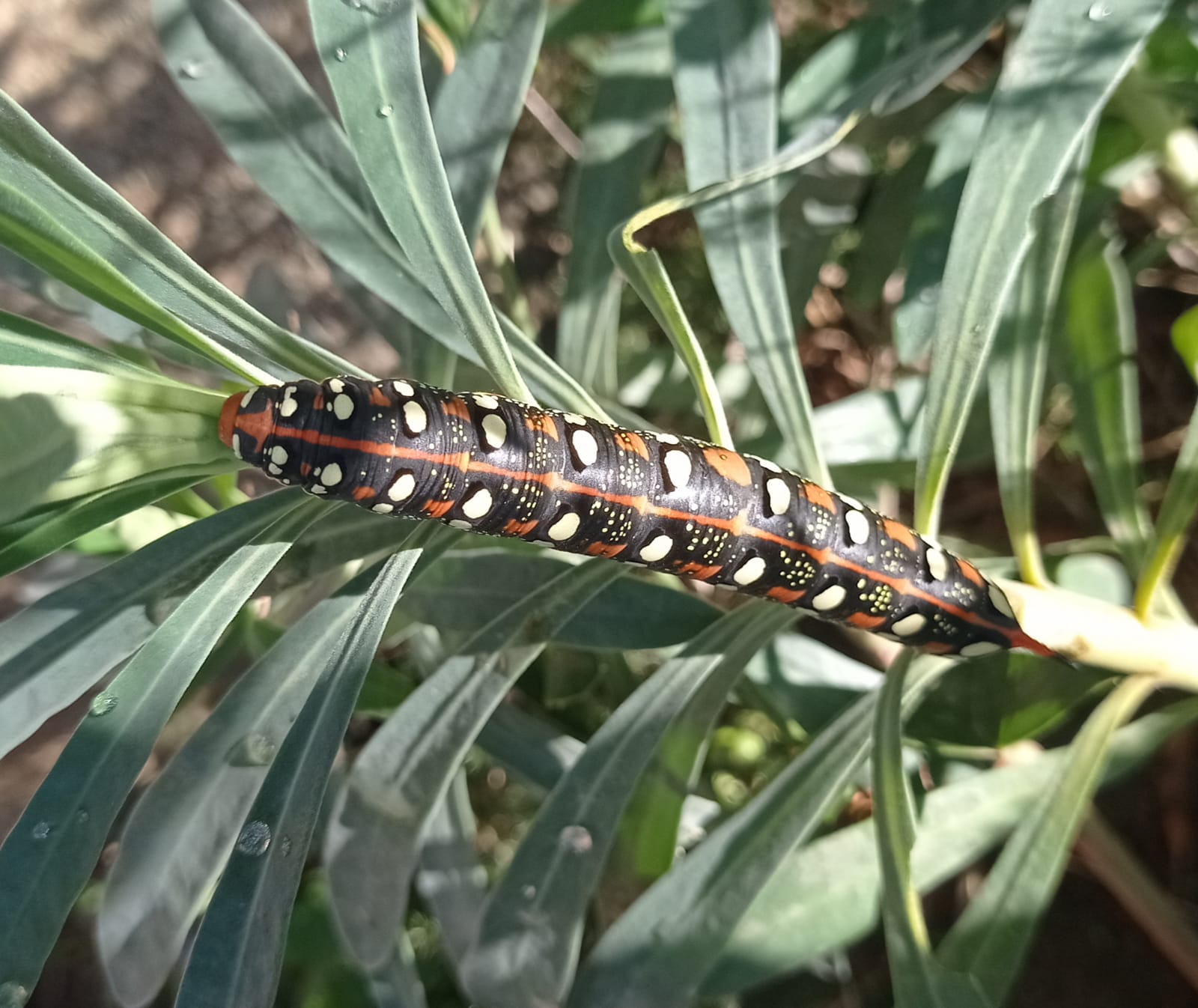 WhatsApp Image 2024-10-18 at 11.23.33 (1)