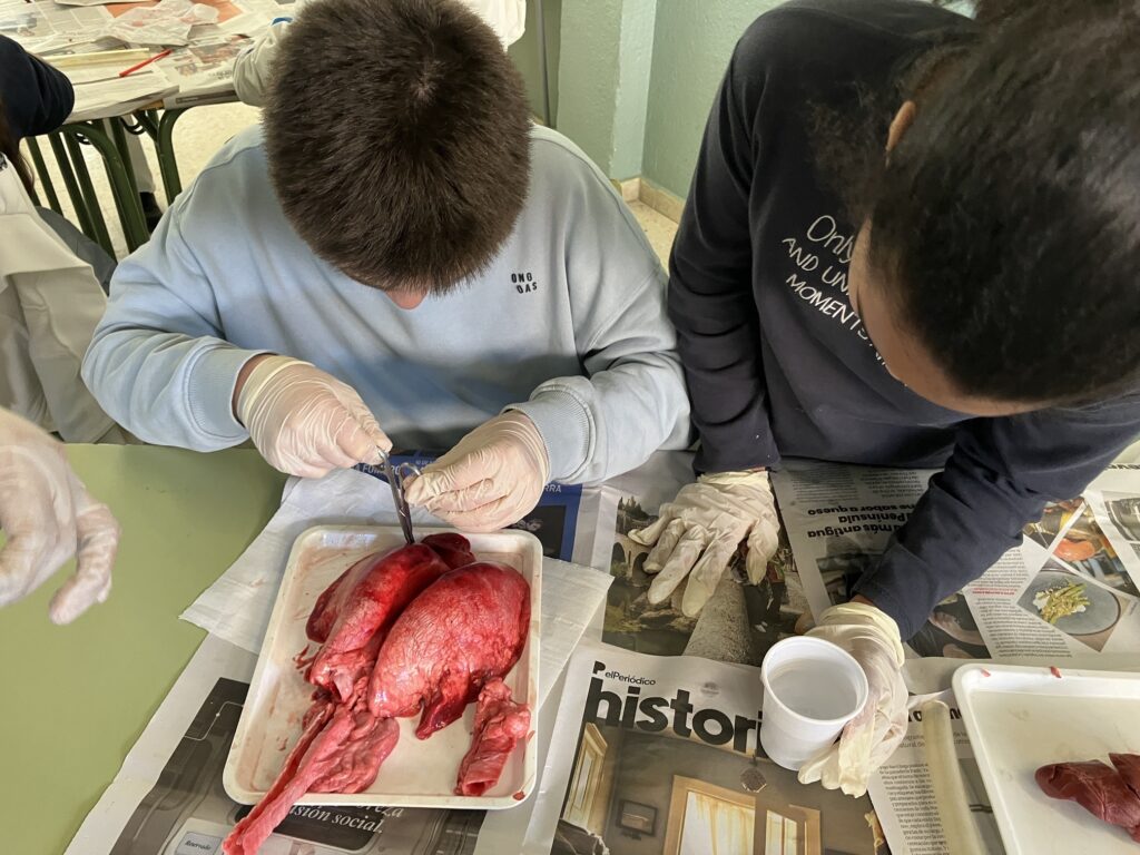 Dissecció