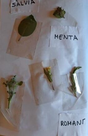 Hem trobat herbes aromàtiques a l'hort.