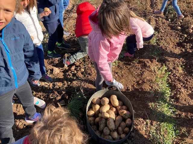 TRUMFOS IGP (2) (Copy)