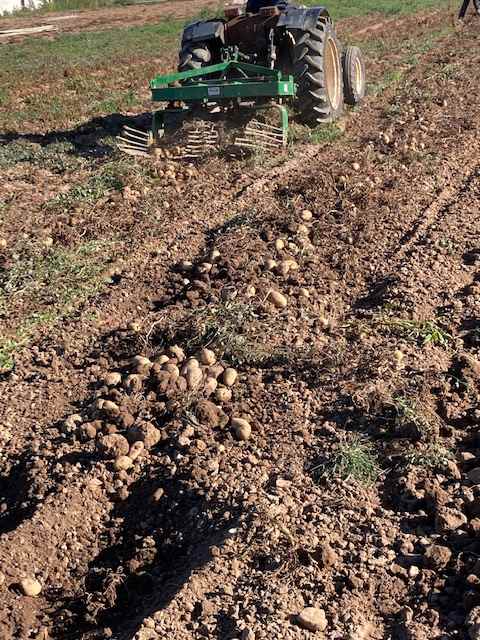 TRUMFOS IGP (9) (Copy)