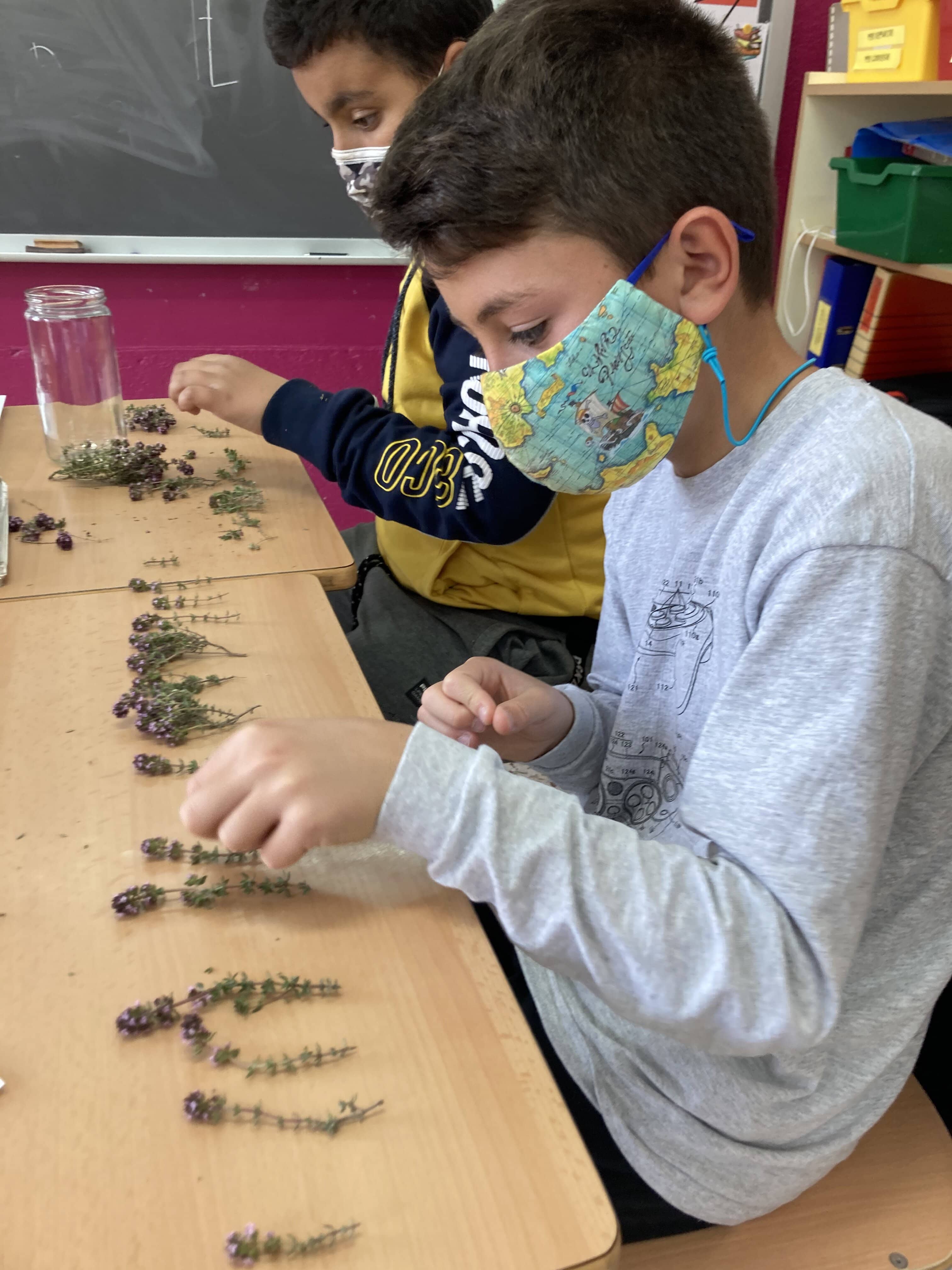 converted-herbes remeieres (2)