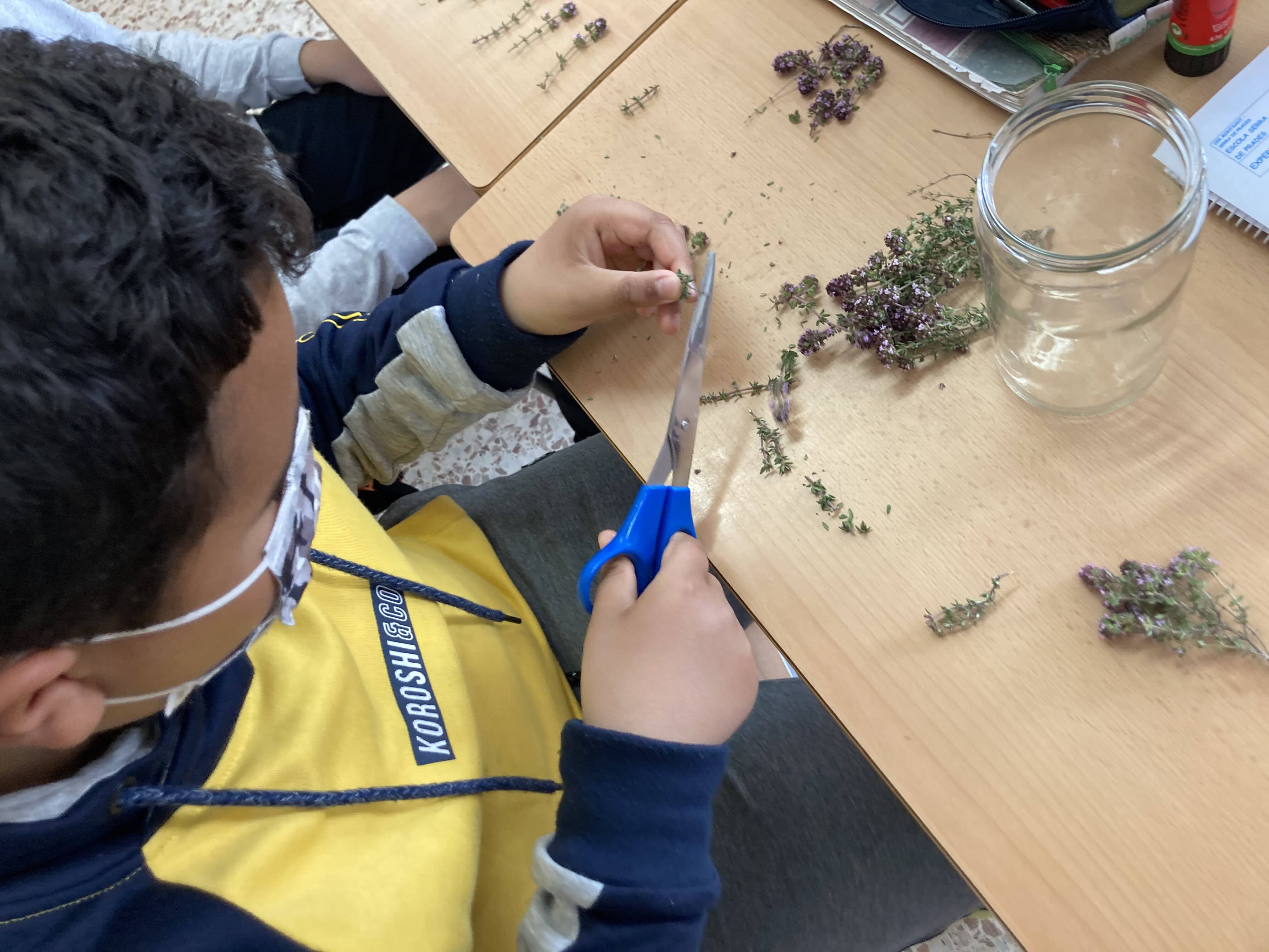 converted-herbes remeieres (3)