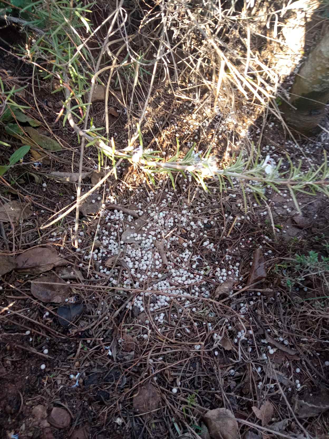 ARRANJAMETNS PATI (5)