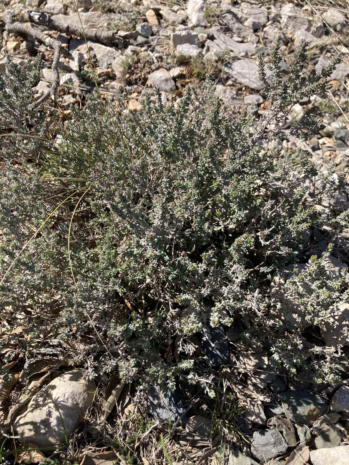 cruc bici 15 març (71)