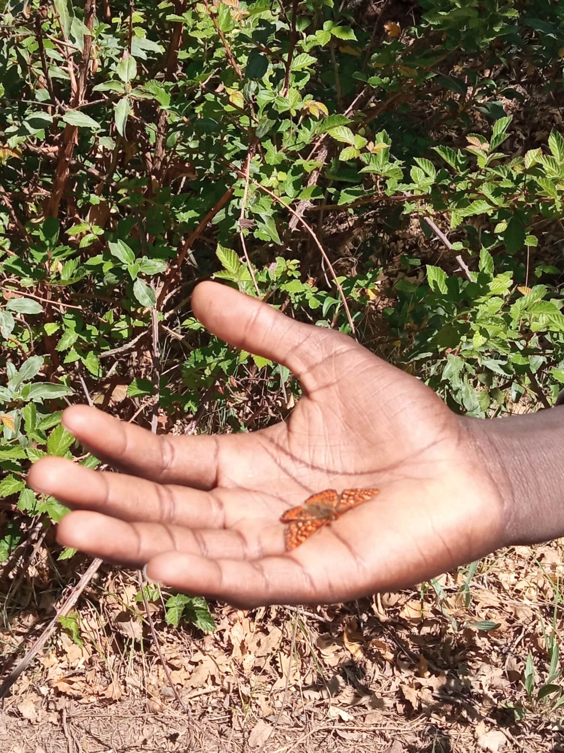 1684333751481 (Copy)