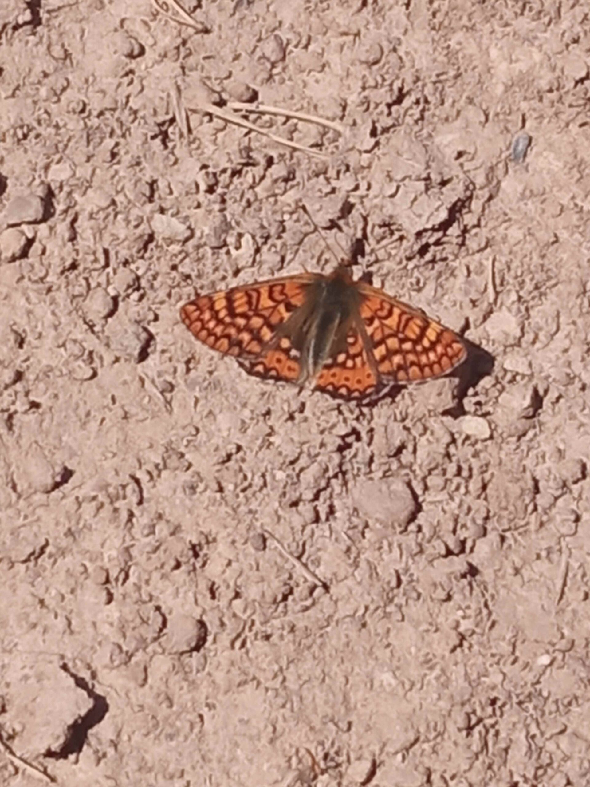 1684333751488 (Copy)