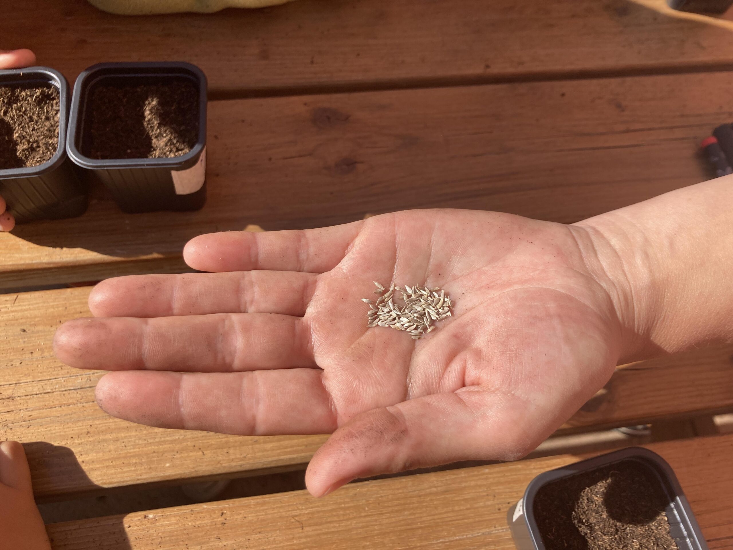 sembrem escoles (25) (Copy)