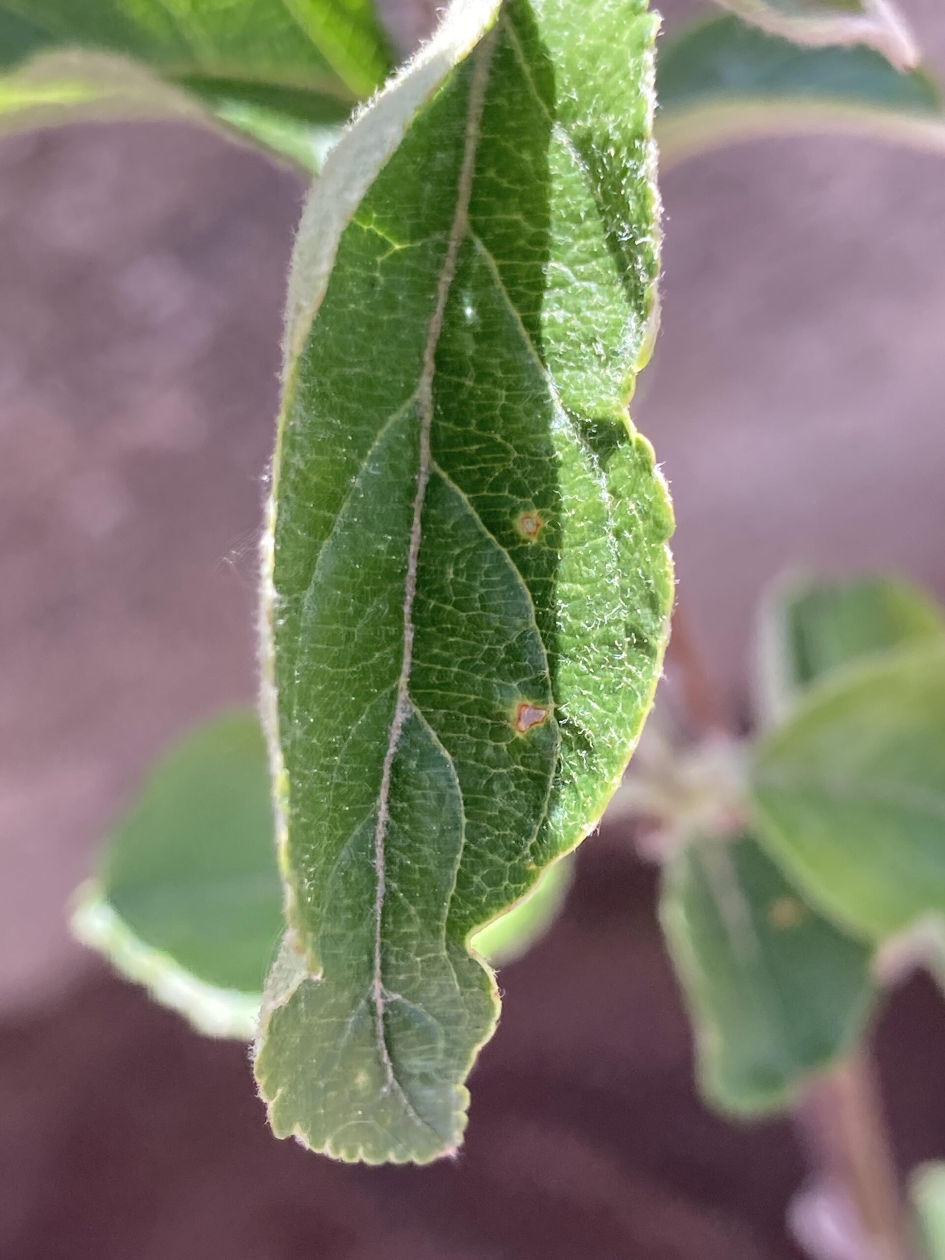 sembrem escoles (26) (Copy)