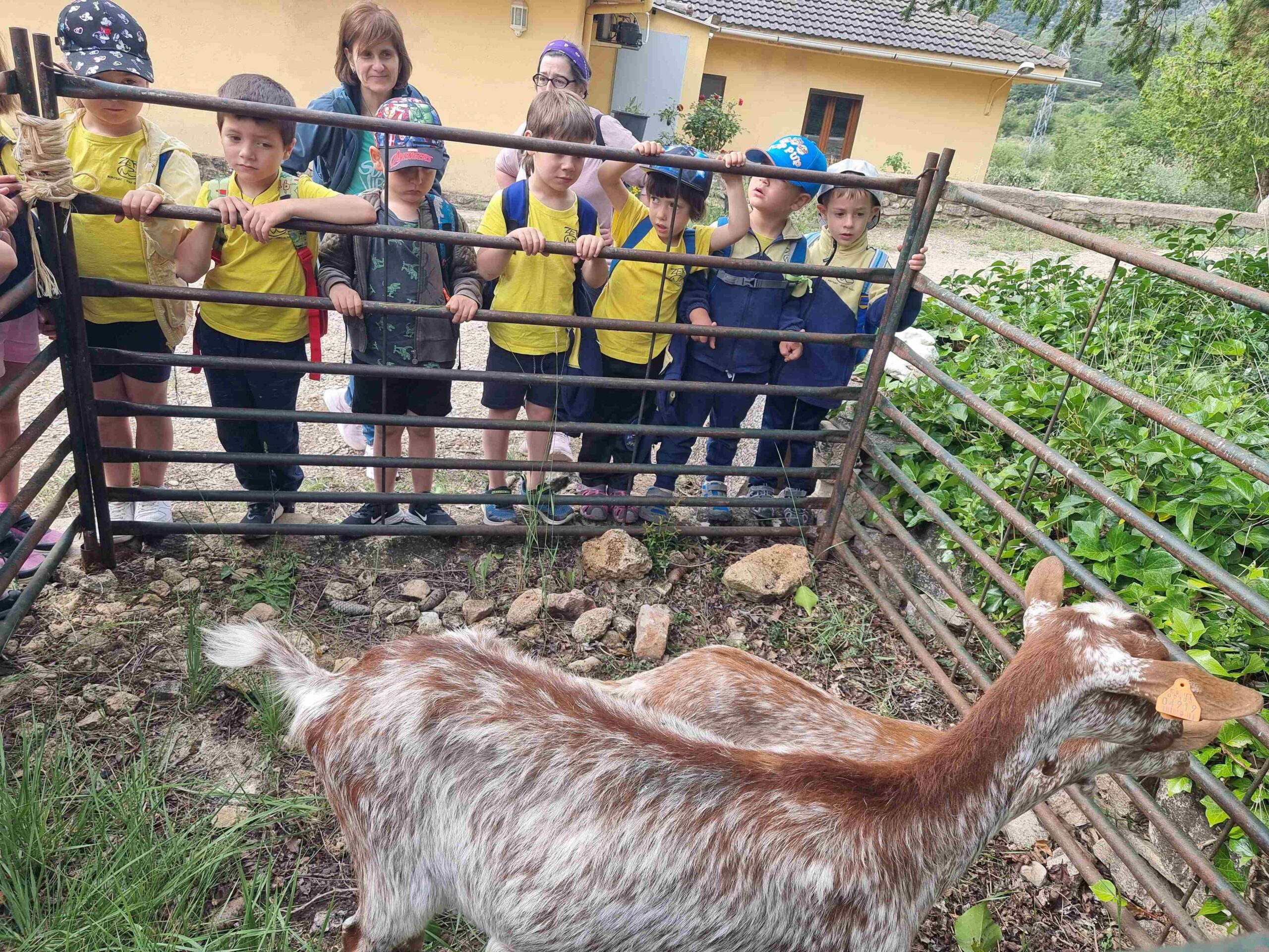 CAPAFONTS FORMATGE (22)