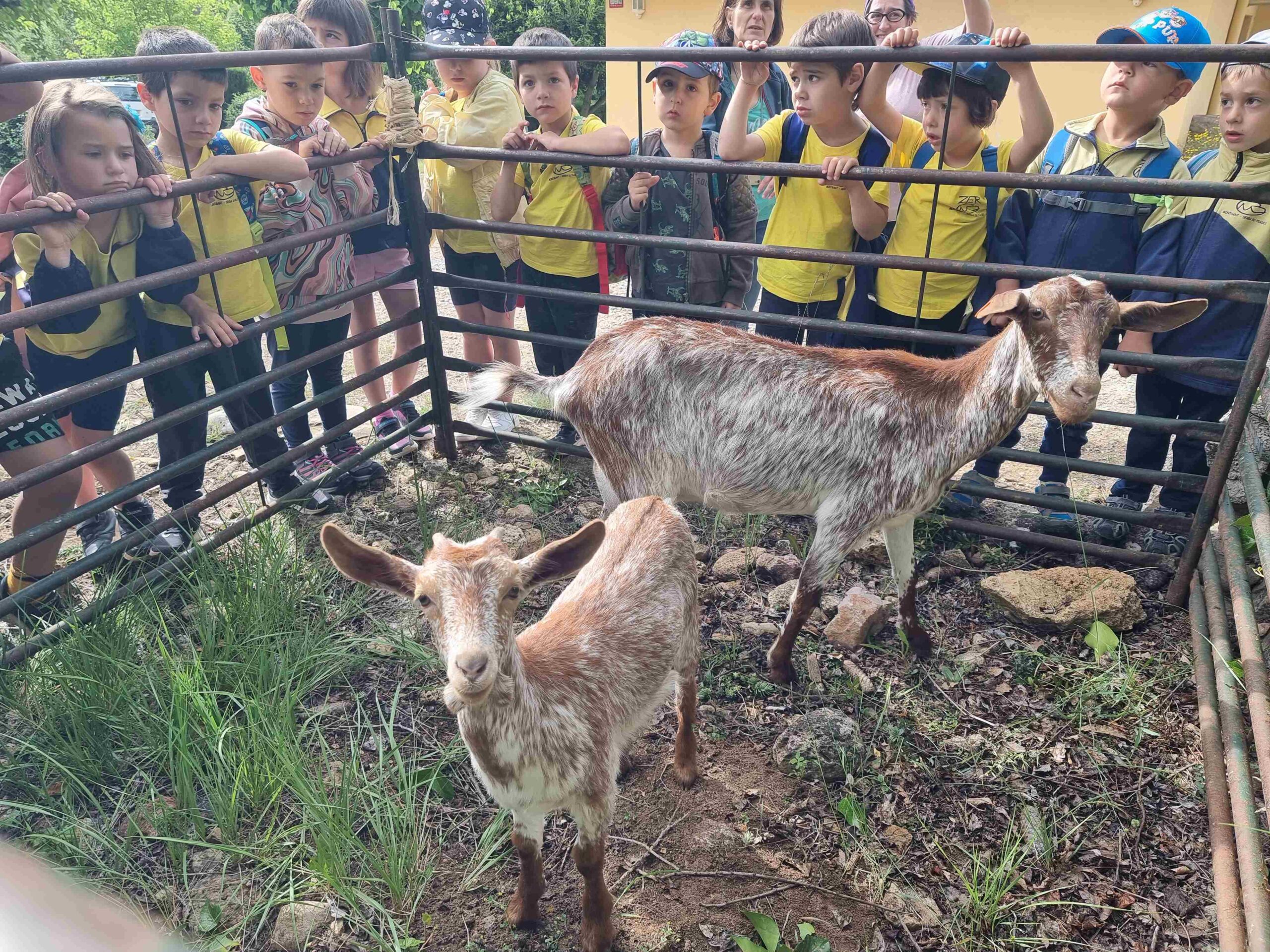 CAPAFONTS FORMATGE (25)