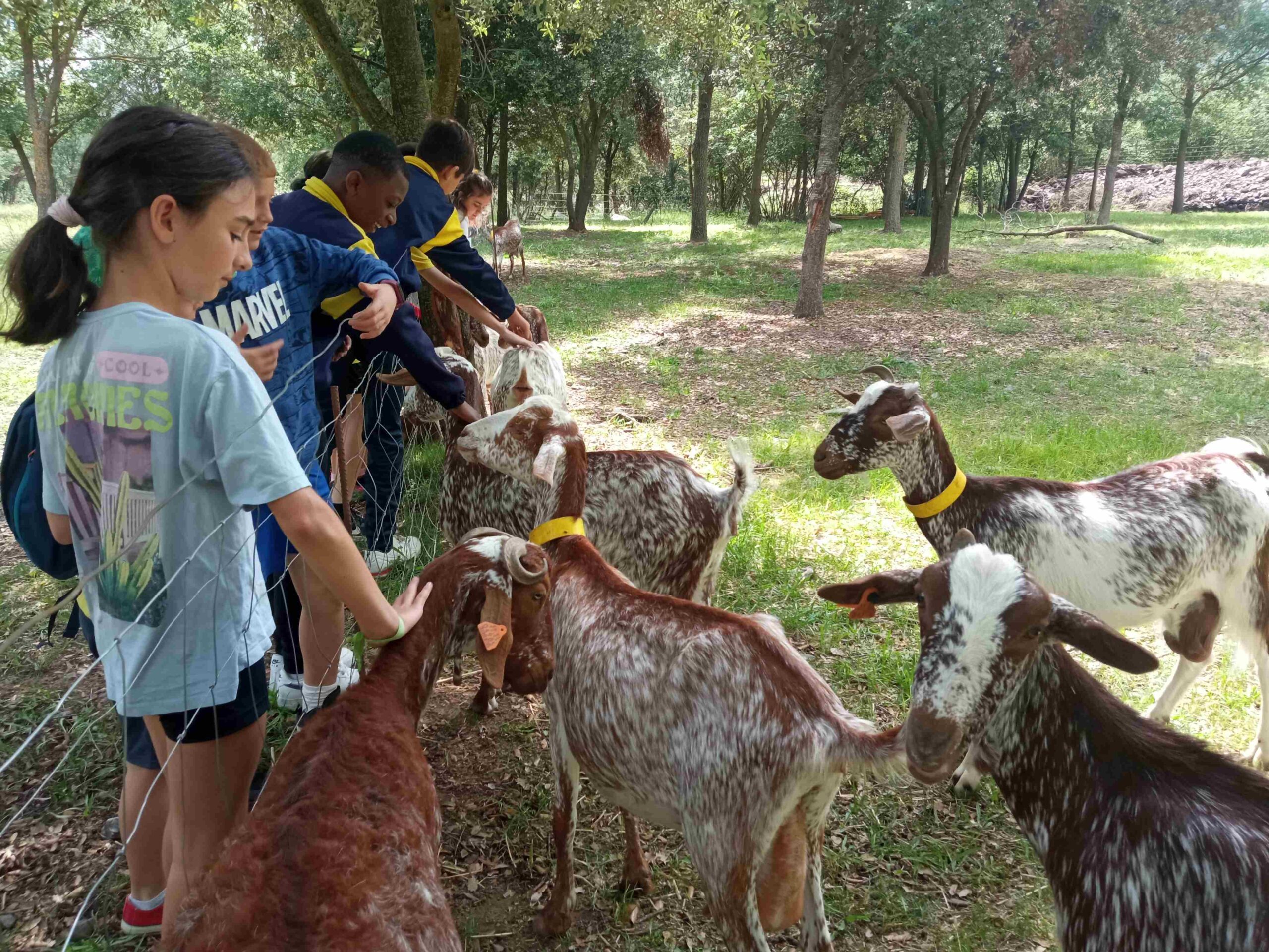 capafonts pastor (20)