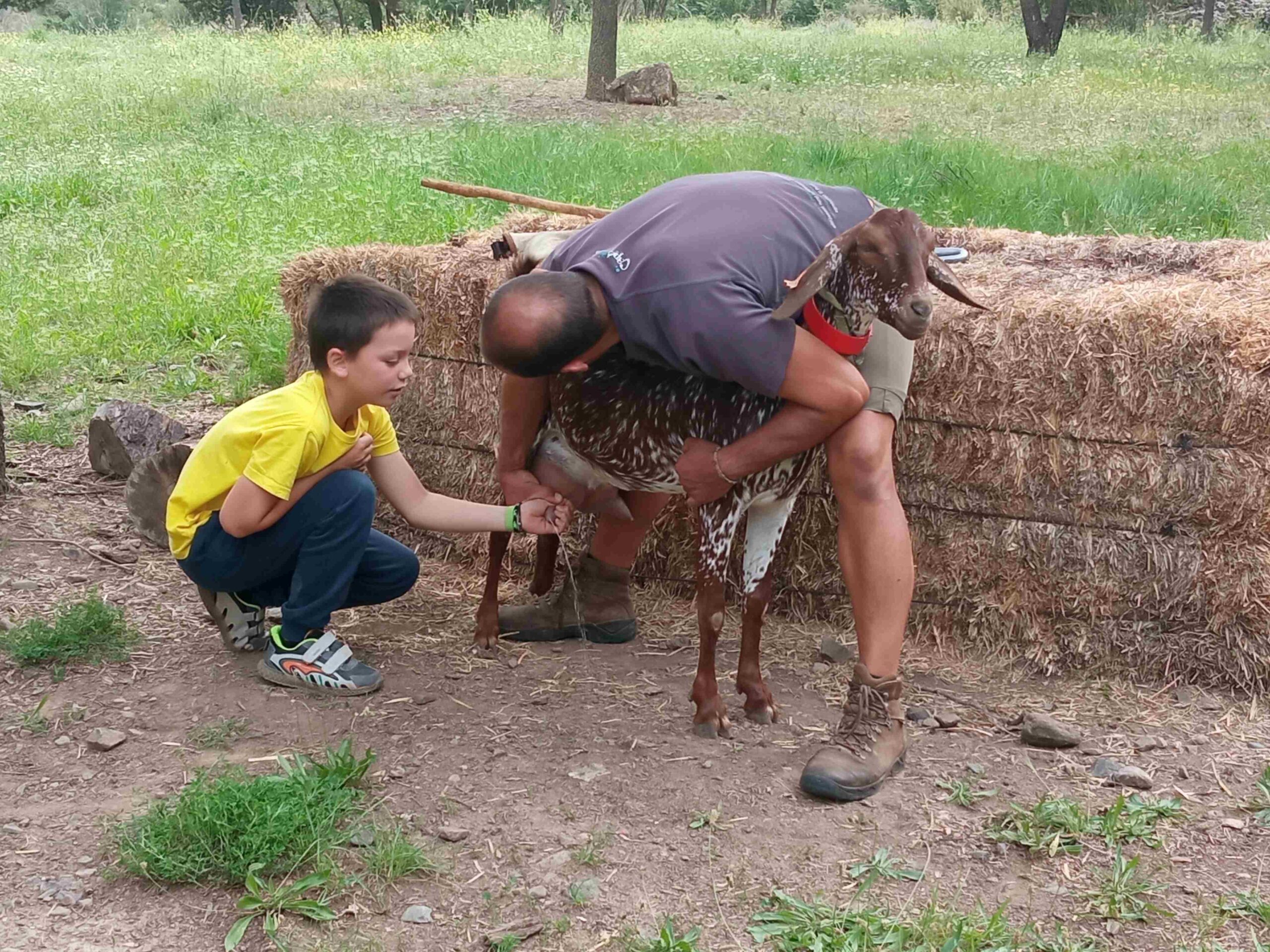 capafonts pastor (27)