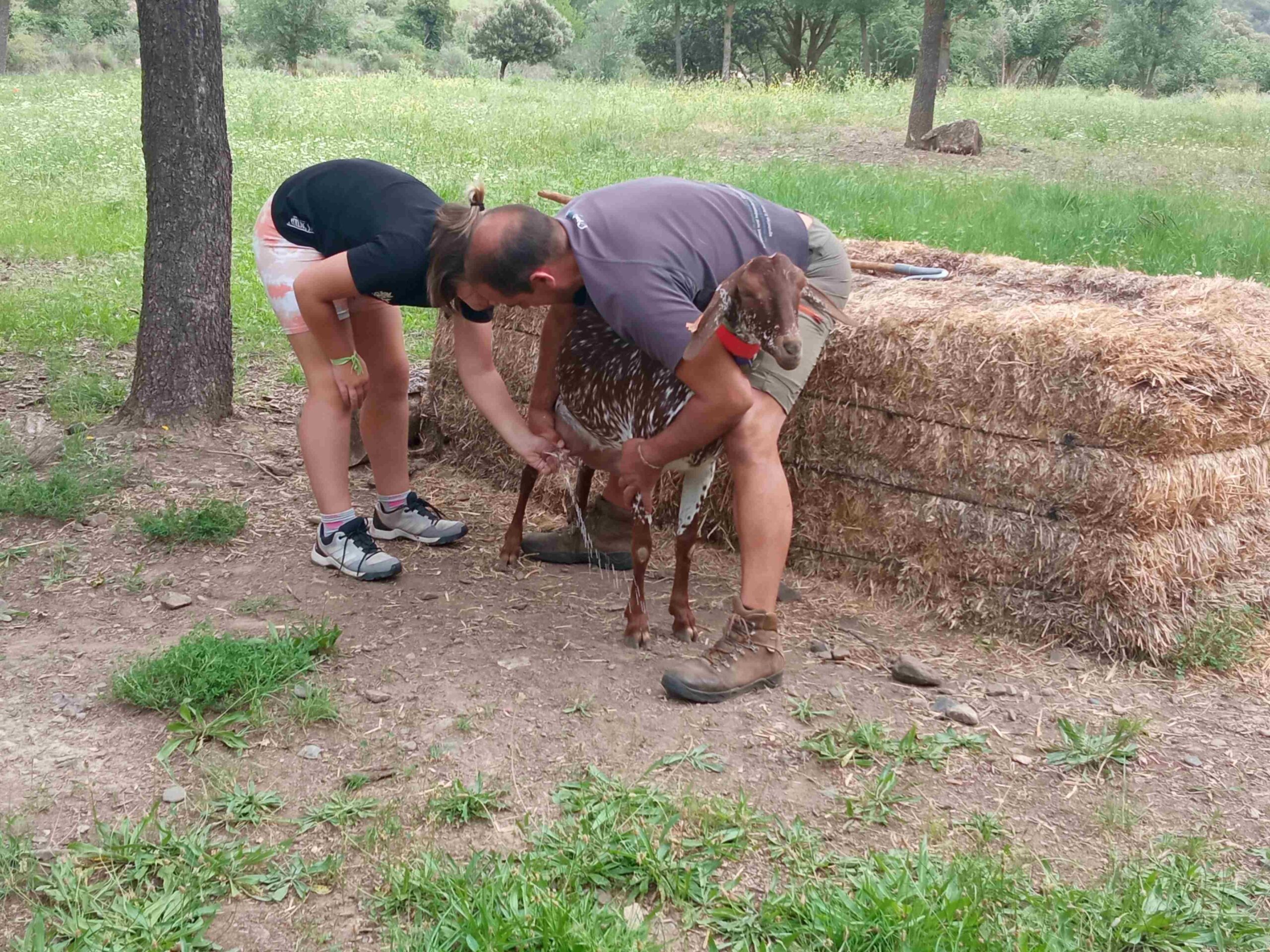 capafonts pastor (30)