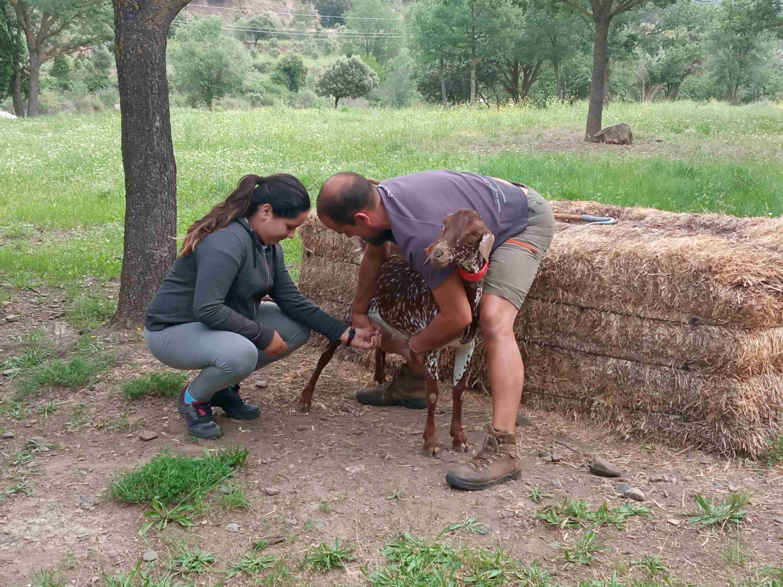 capafonts pastor (32)