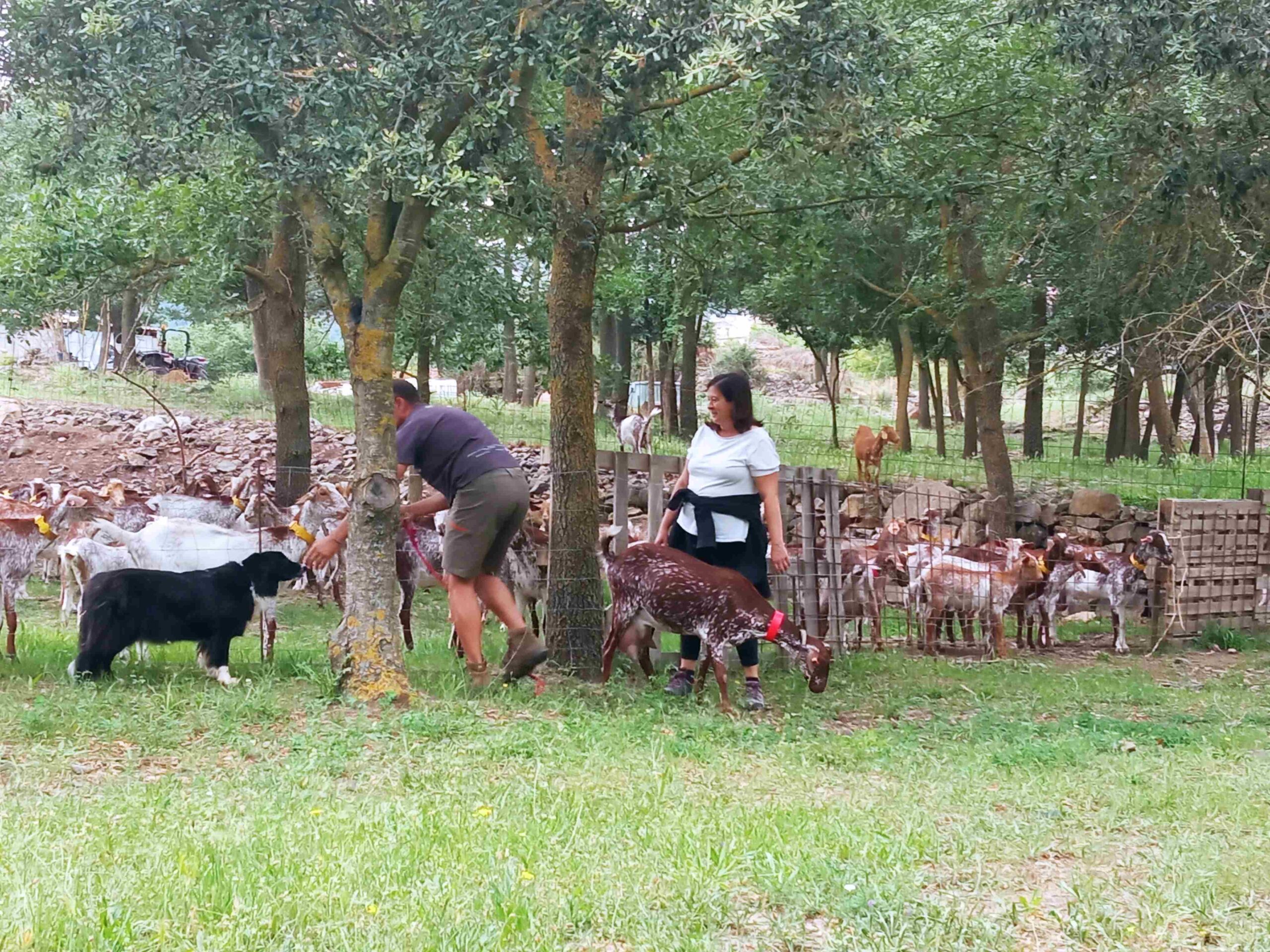 capafonts pastor (48)