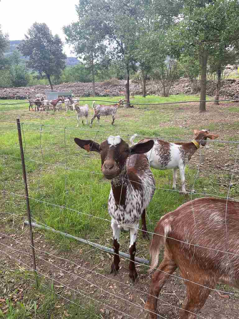 capafonts pastor (7)