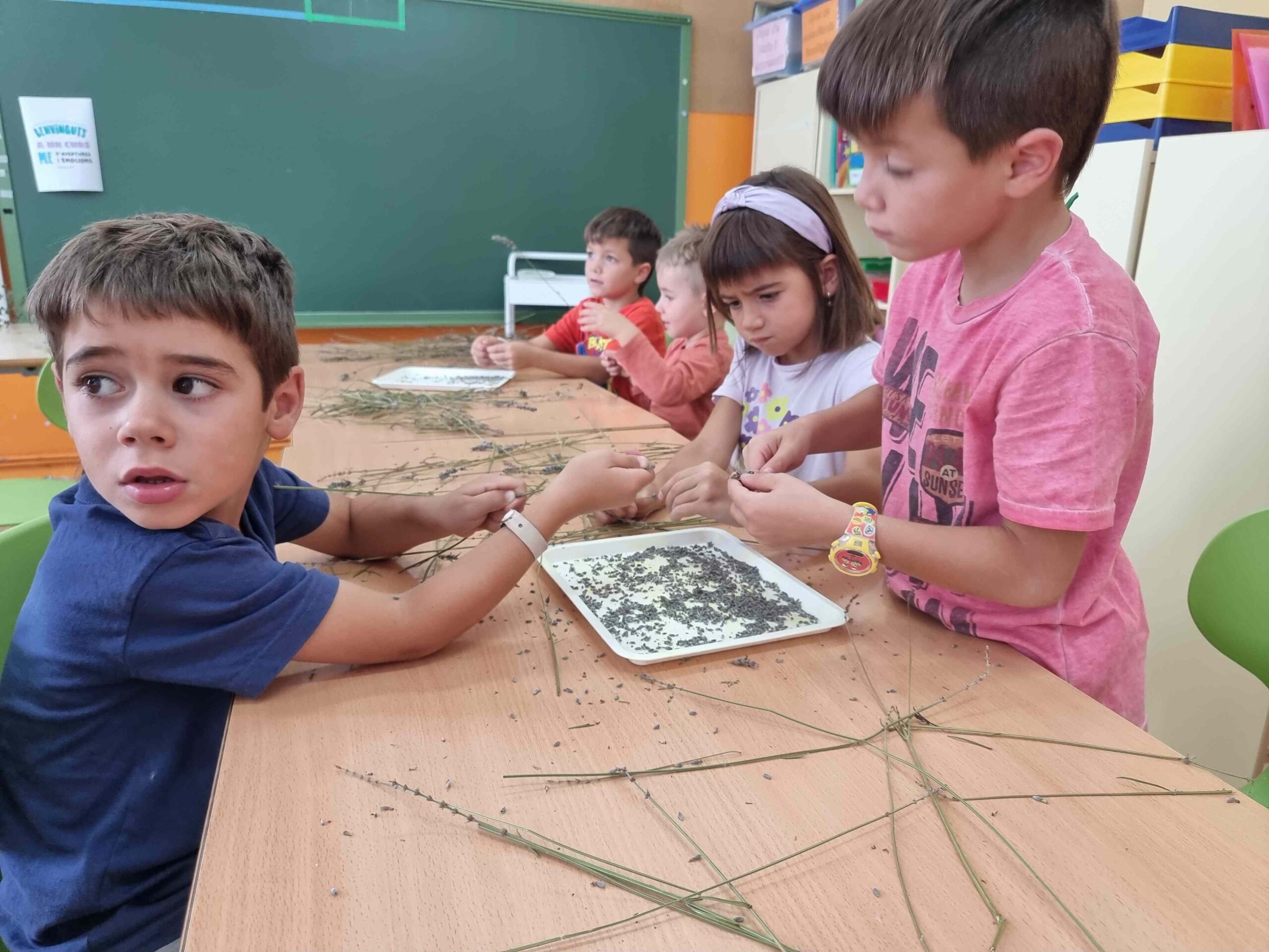 primers dies_hort (20)