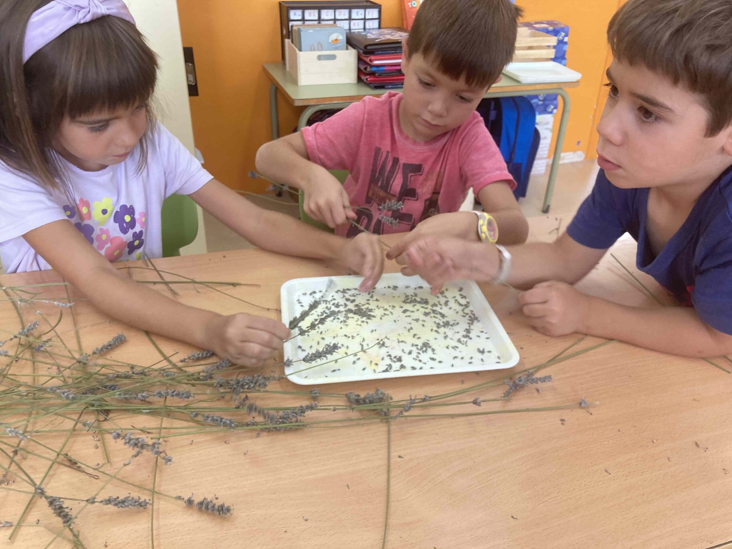 primers dies_hort (22)