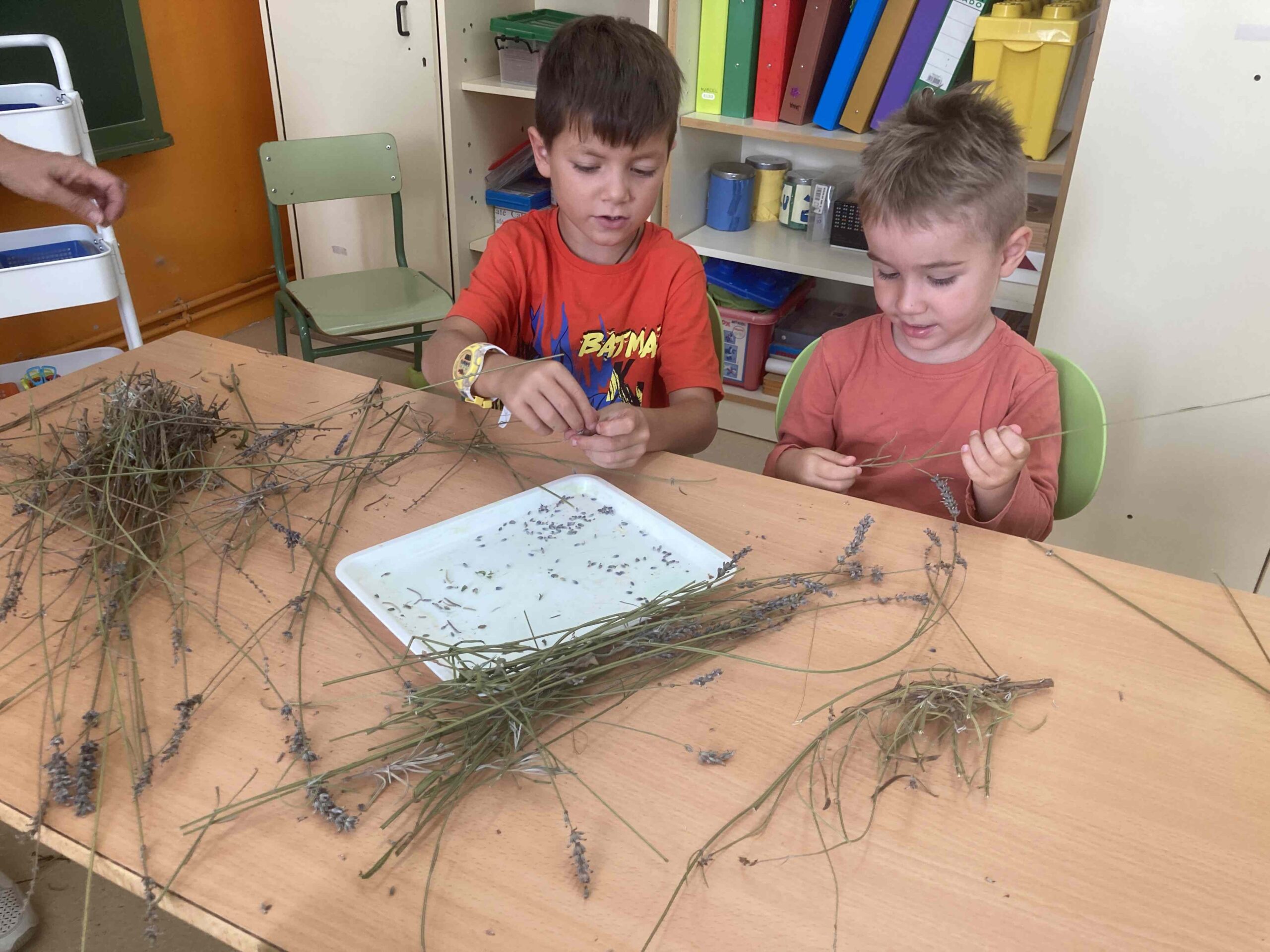 primers dies_hort (23)