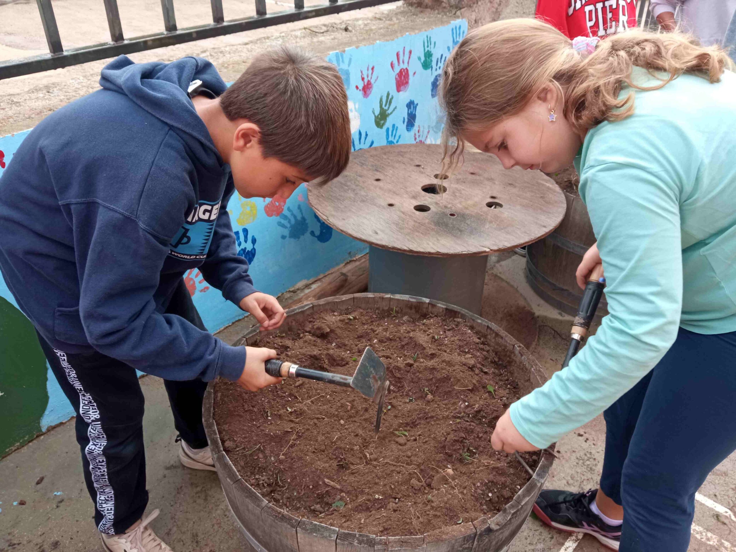 hort broquils cols cs (2)