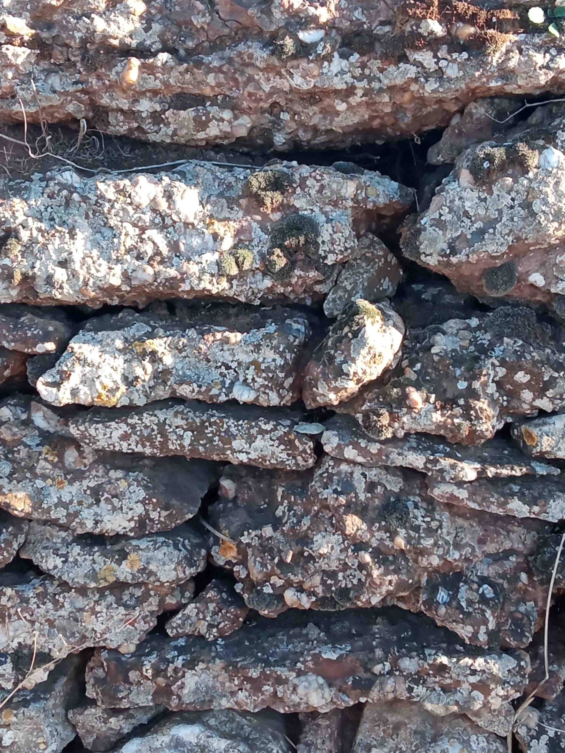 sortida pla guardia tardor (17)