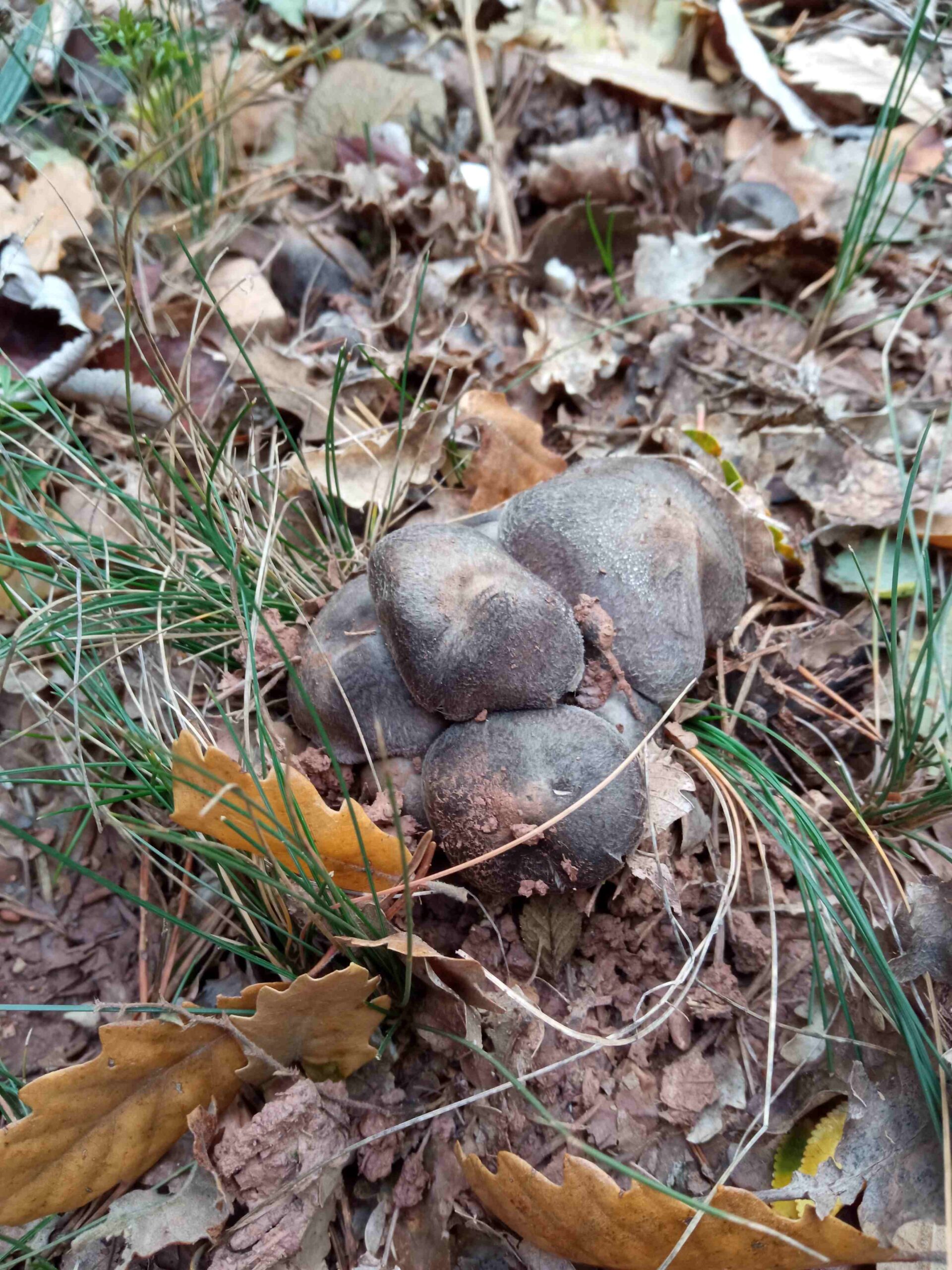 sortida pla guardia tardor (6)